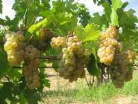 Struguri de vin toate soiurile
