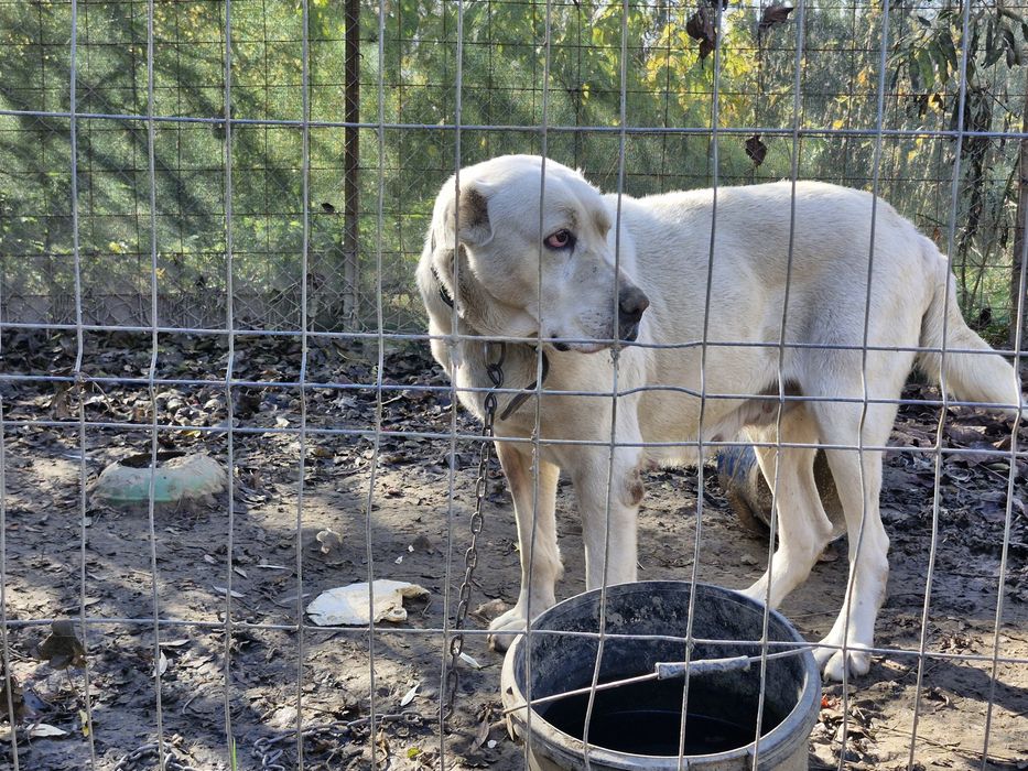 Ciobanesc de asia centrala