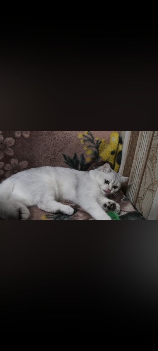 Shinshilla zotli mushuk