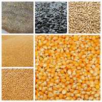 De vânzare cereale [ porumb, grâu, uruială, orz, semințe floarea soare