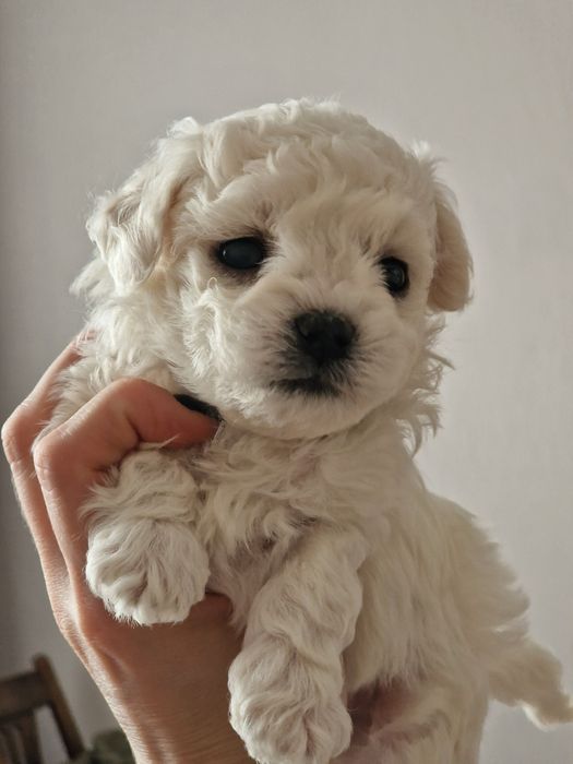 Элитные щенки бишона