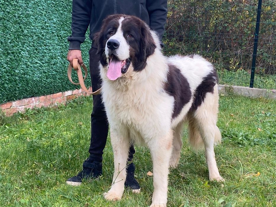 Ciobănesc Românesc de Bucovina