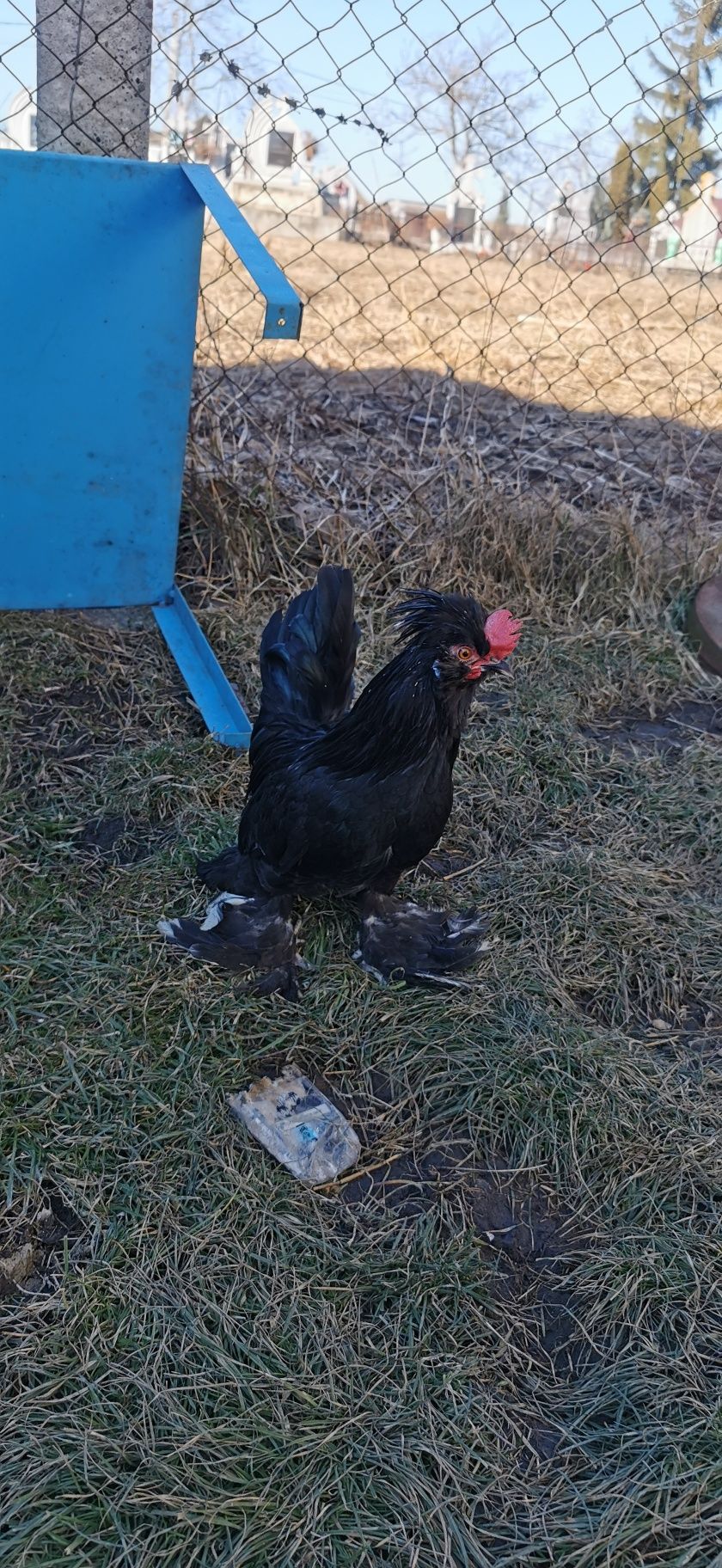 Cocoși struma bantam si cochinchina pitic