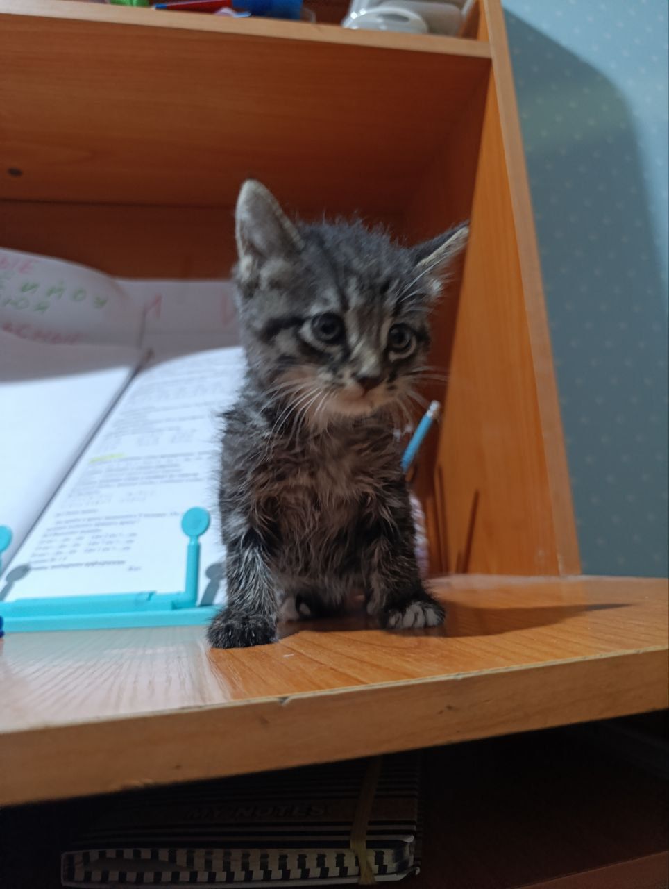 Пристраиваются котята ТОЛЬКО В ДОБРЫЕ РУКИ!