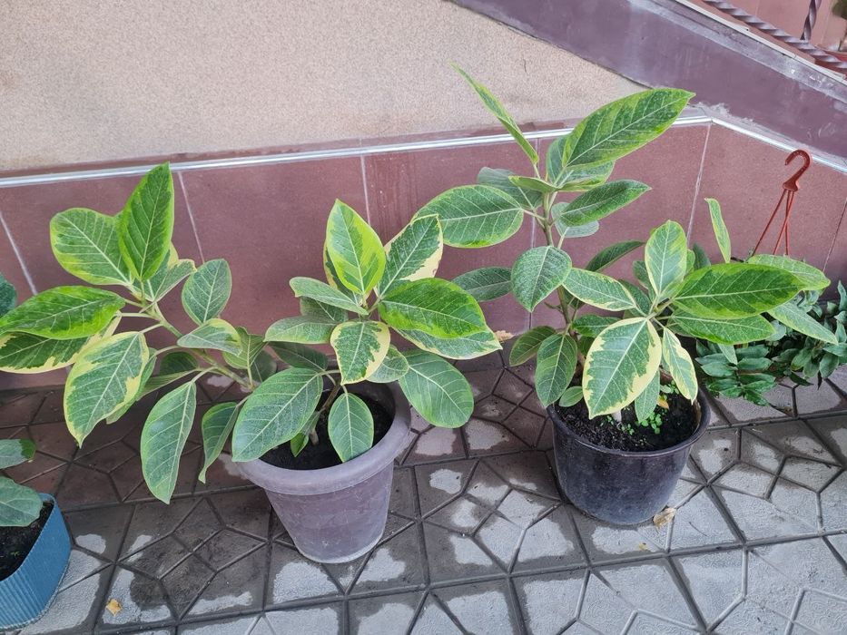 OFIS GULLARI, Офисные цветы