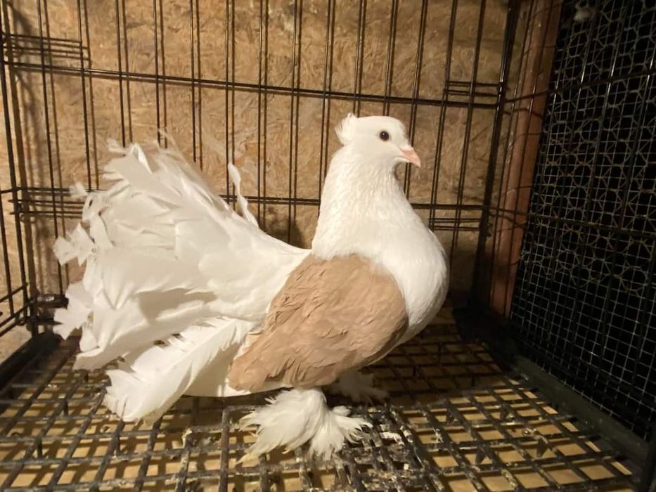 Porumbei indieni,infoieti si voiajori albi