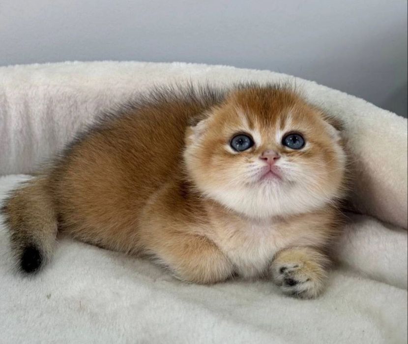 Продаются Шотландские котята Скоттиш-Фолд