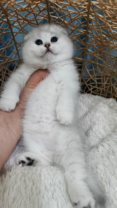 Скотиш фолд серебристая шиншилла