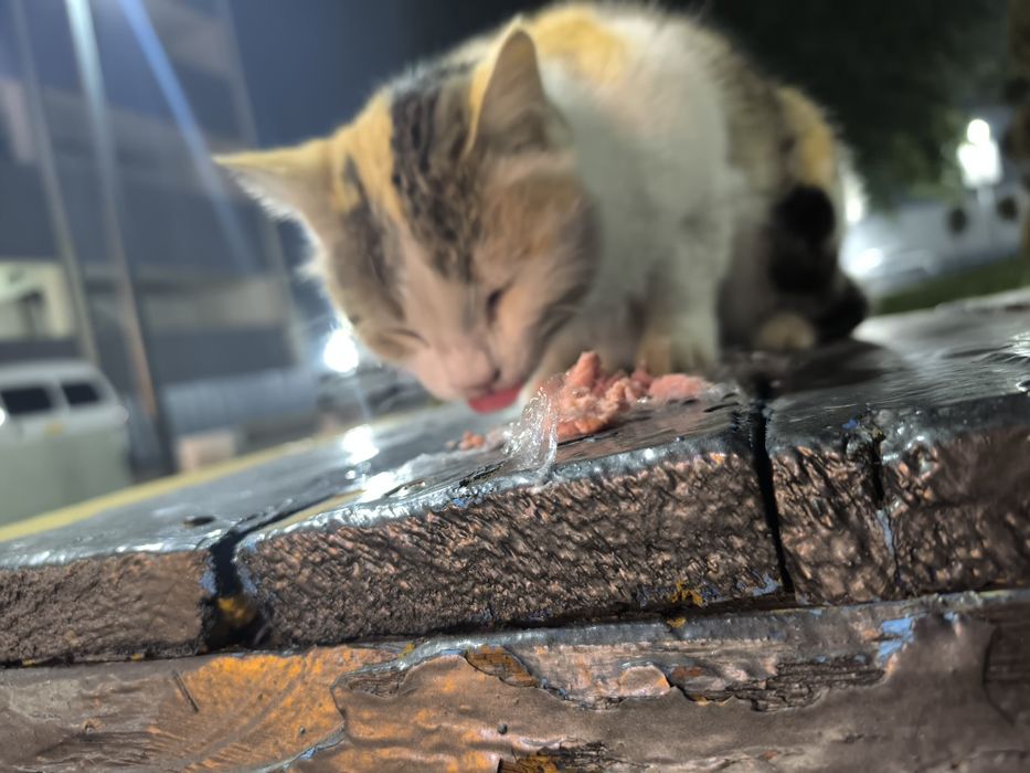 Отдам хорошие руки домашнюю кошку