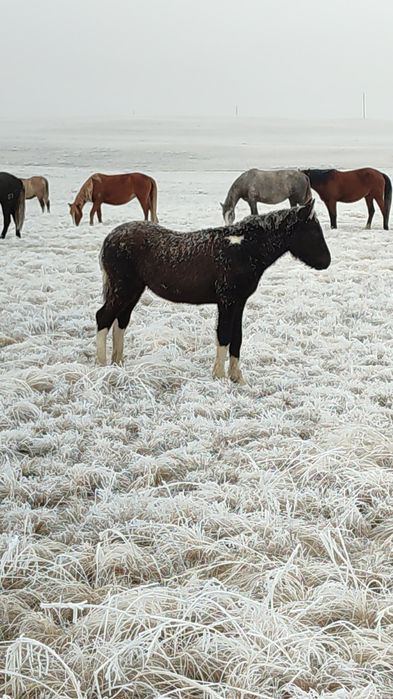 Еркек жабагы сатылады