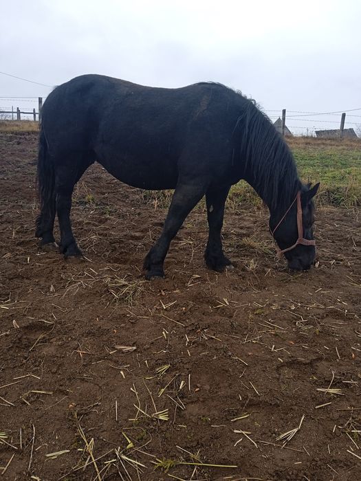 Iapă cu manz de vanzare