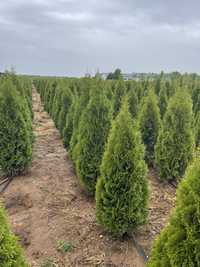 Piatra decorativa . Plante aclimatizate . Mesteacan . Artatr . Ilex .