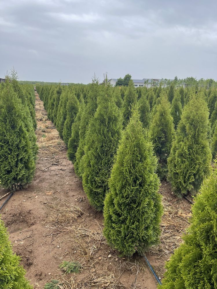 Piatra decorativa . Plante aclimatizate . Mesteacan . Artatr . Ilex .