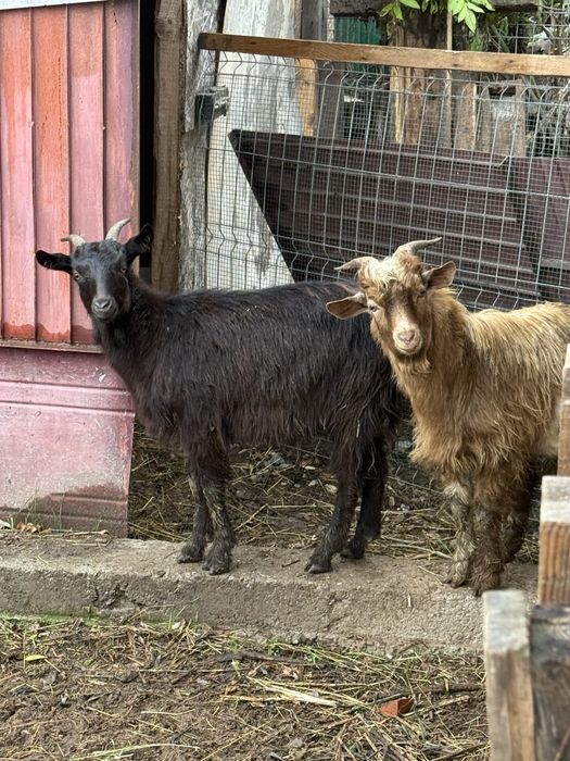 Vand capre gestante si un tap