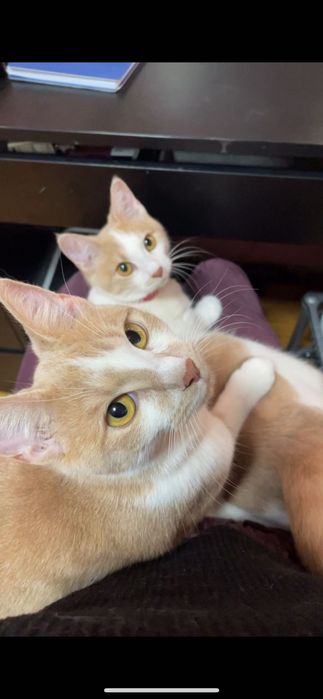 Подарявам две женски котета