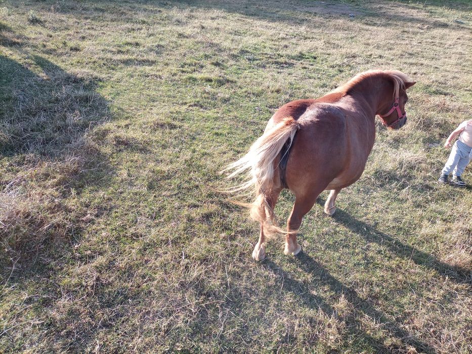 Vand poneita   foarte frumoasa