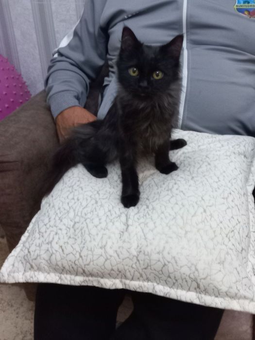 В добрые руки пристраивается!