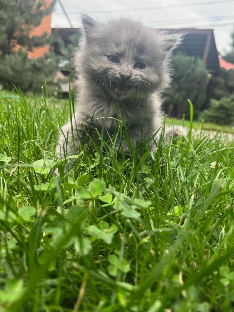 Котята бесплатно
