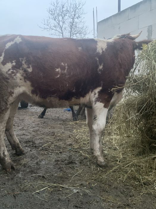 De vnzare juninca baltată