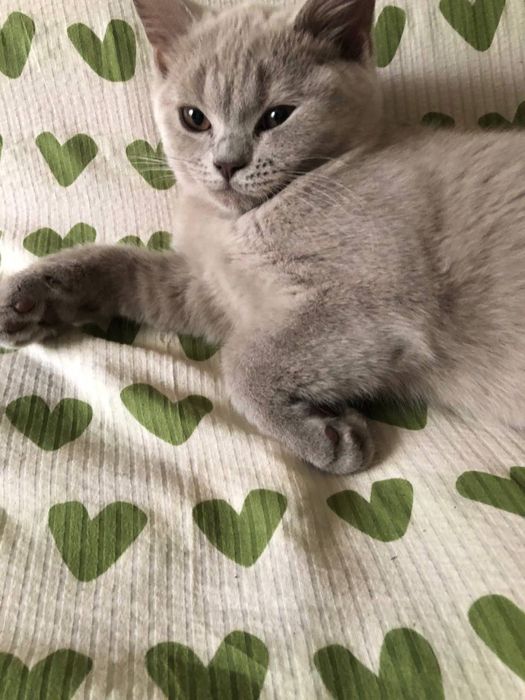 Британские котята