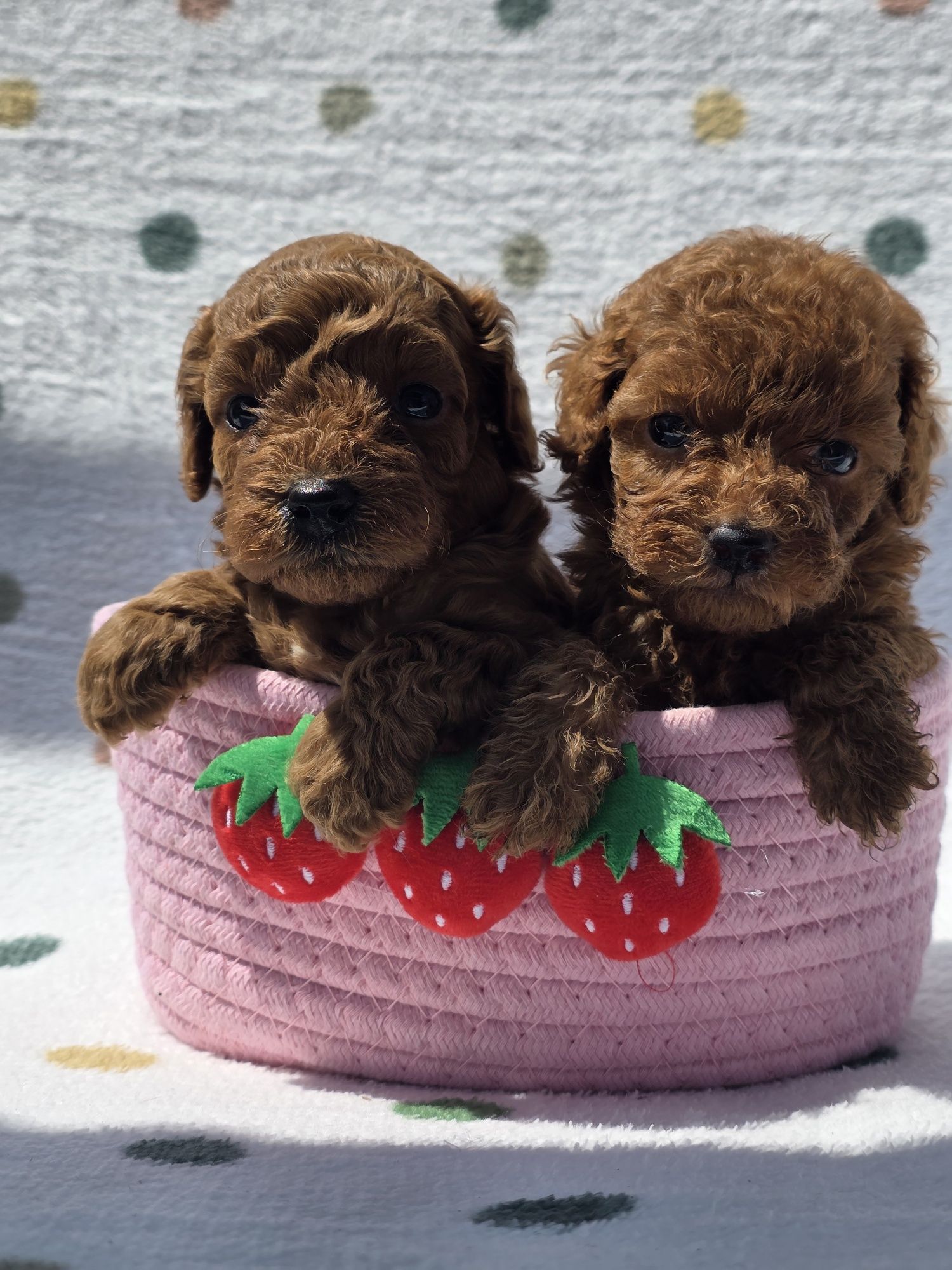 Пудел Той/ Poodle toy с Документация за произход
