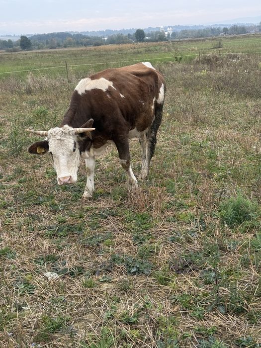 Vand 2 vaci tinere de tinut sau schimb cu vaci de abator