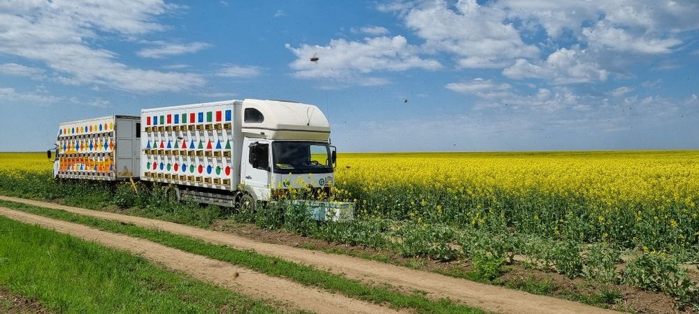 Miere de albine 2024