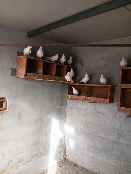 Бели персийци свободни