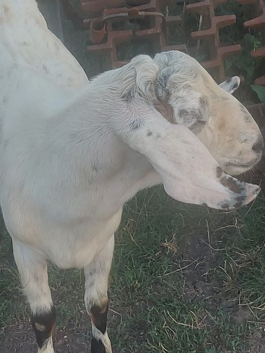 Vând țapi, capre și iezi de cea mai bună calitate metiși anglonubian