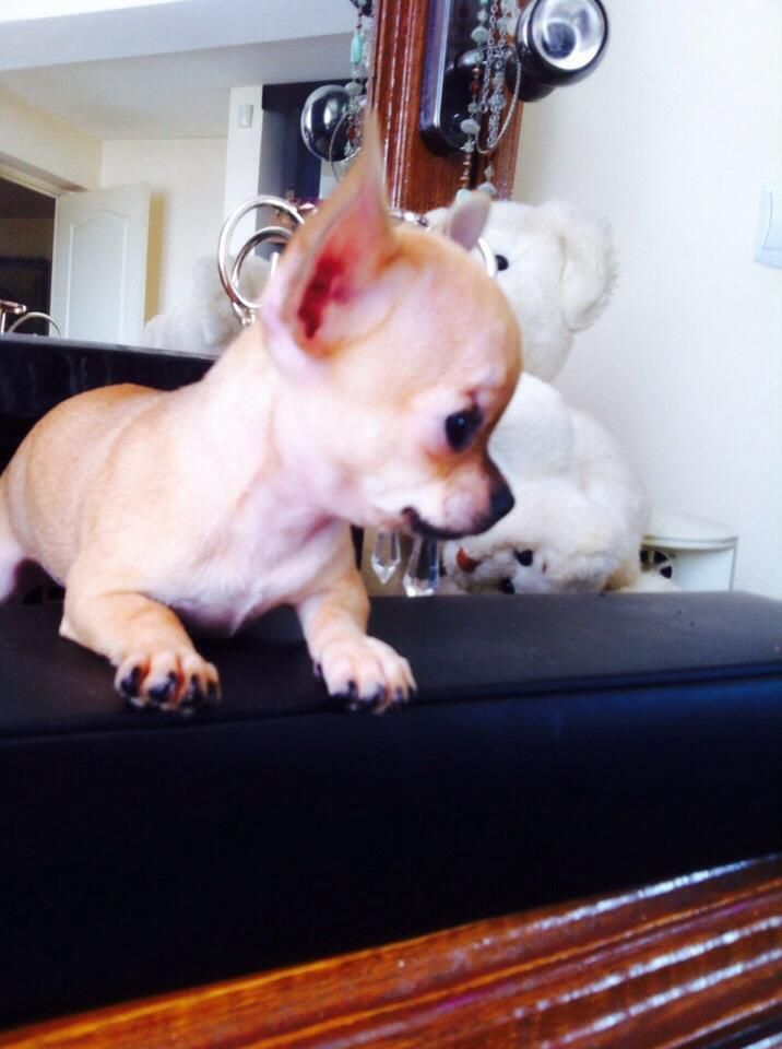 Fetiță Chihuahua