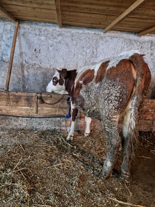 Vand doua junele gestante in luni mari !!