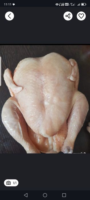 курочки домашние свежие