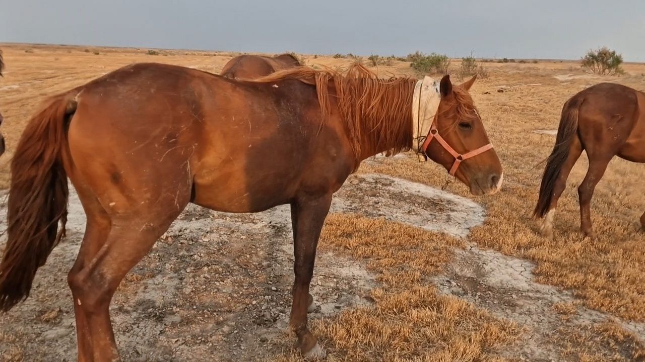 Айгыр мықты  нокта жуас жаксы айгыр.


Пож