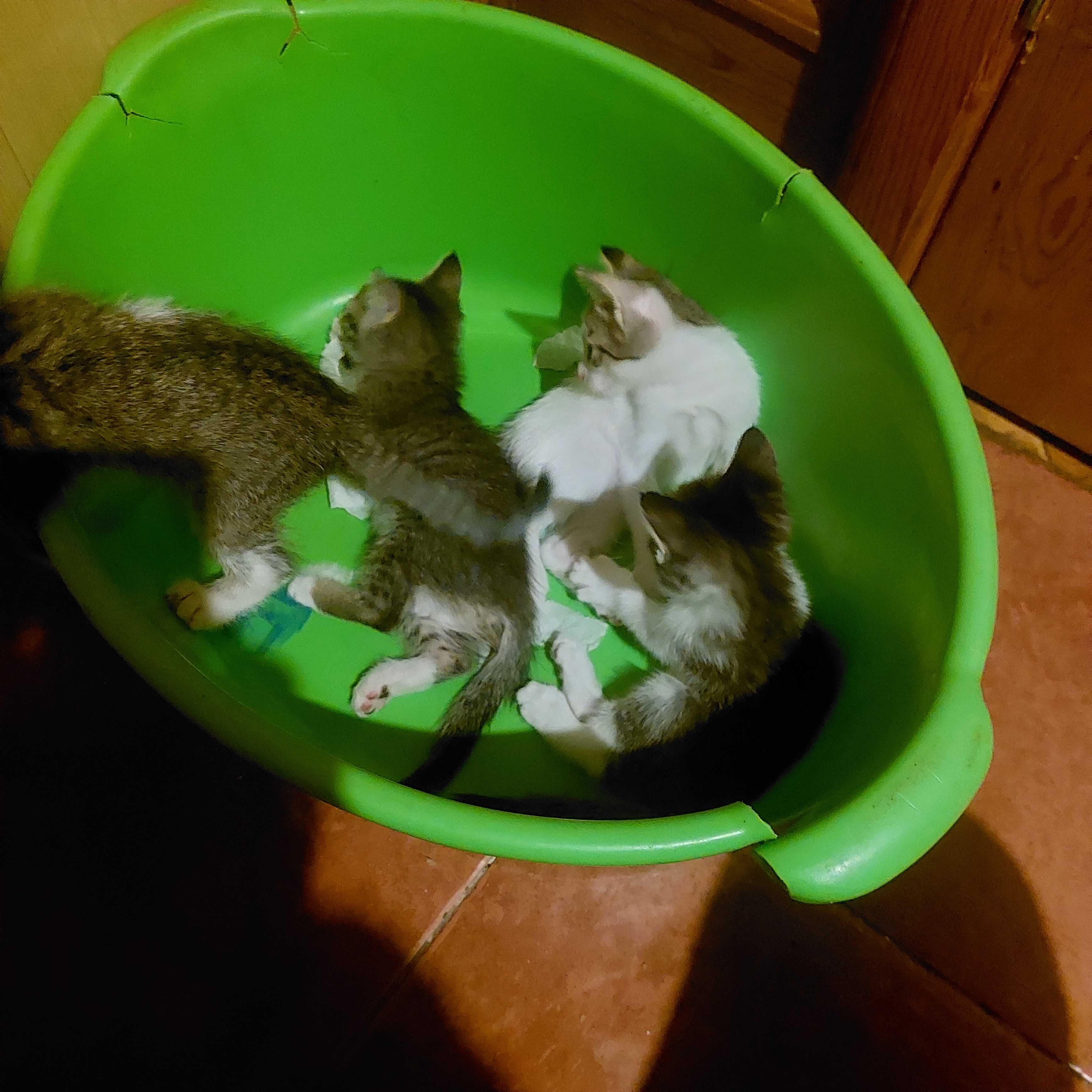 Котята от обычной уличной кошки ,,родились дома.Отдам в хорошие руки.