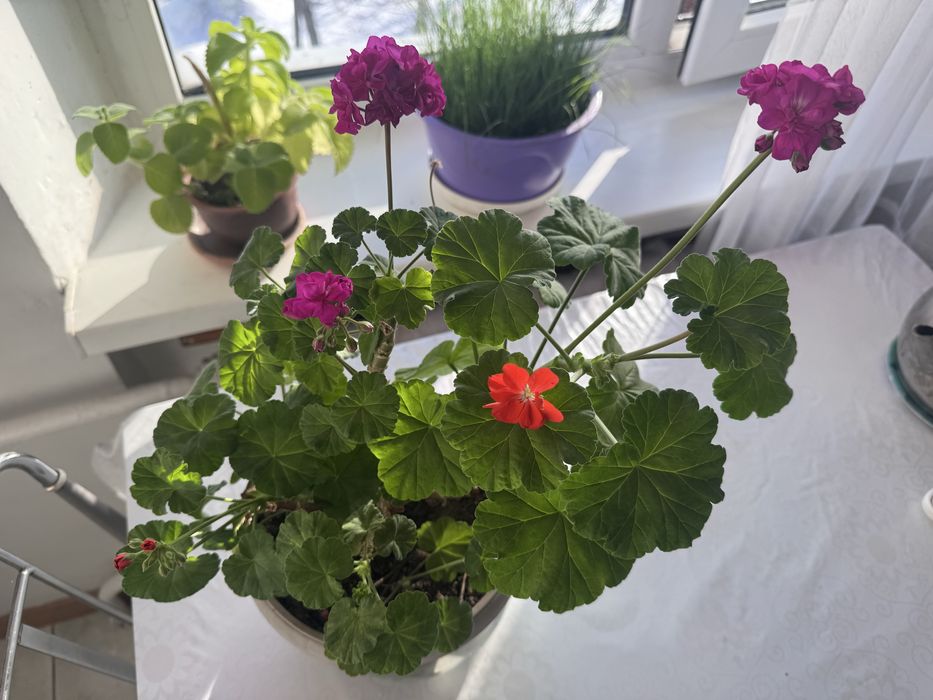 Домащние цветы герань.Мято очень красивые