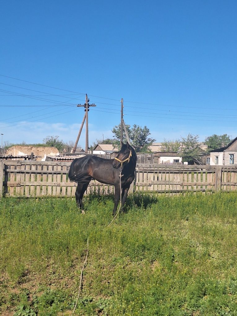 Продам жеребца молодого