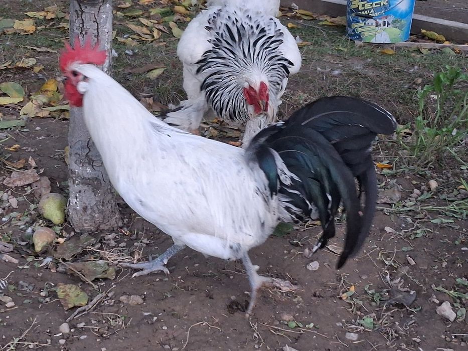 Vând  cocoși si gaini Brakel outoare