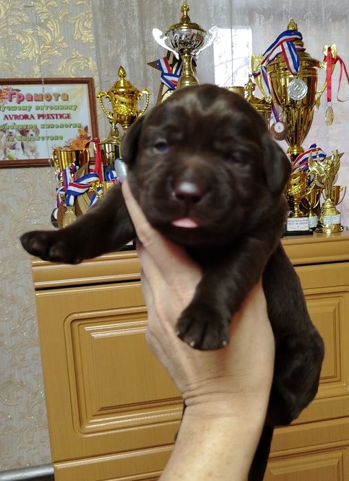 Открыт резерв на щенков лабрадора ретривера