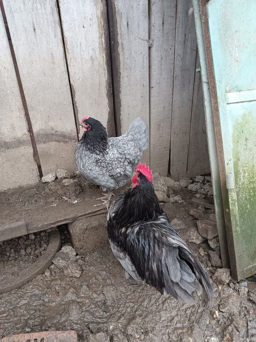 Vând găini australorp gri-albastru