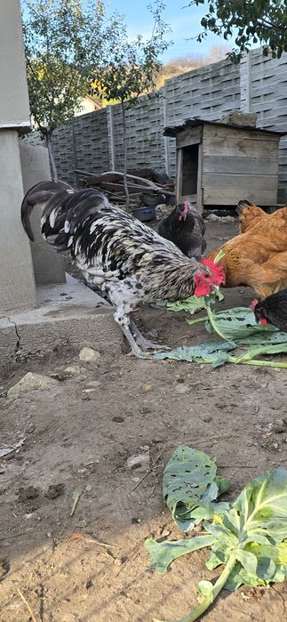 Cocoș Australorp Splash