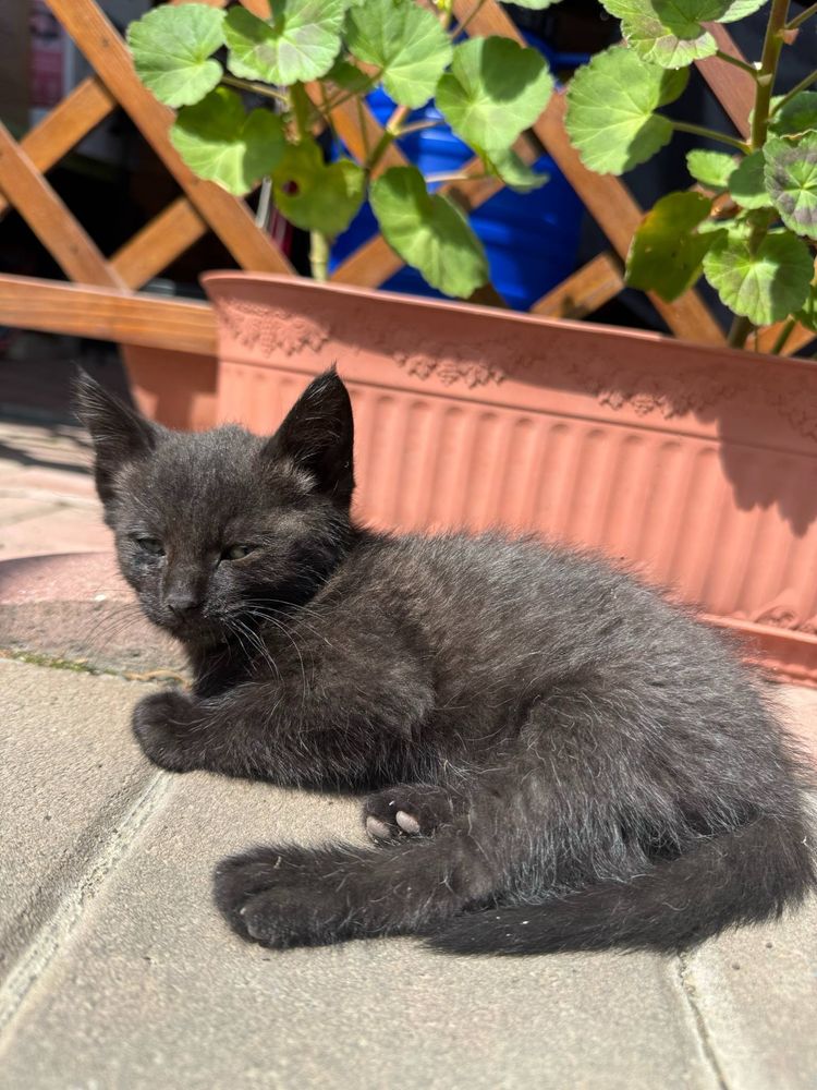 Donez 4 pui de pisică adorabili! ÎN BRĂILA