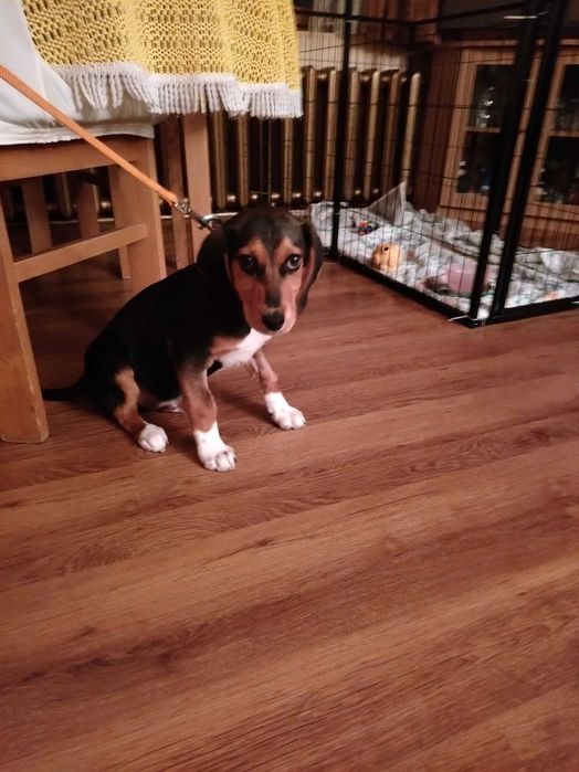 Търся новите си стопани