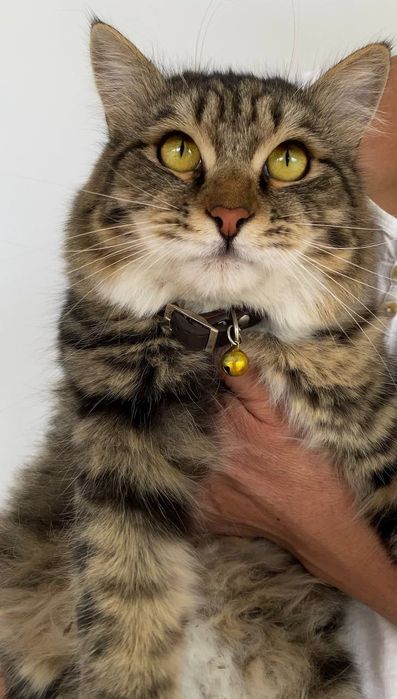 Hadiya. Пристраевается кот