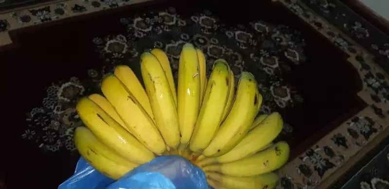 Banan ko'chat          .