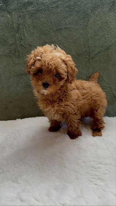 Fetiță pudel red mini toy