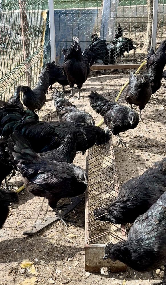 Ayam Cemani Gaini negre, oua penu incubat , rada pura