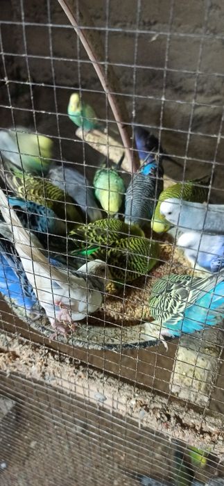 Волнистый попугай