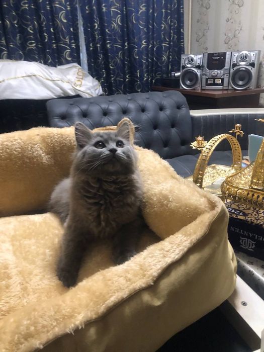 Британские котята