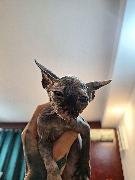 Pisica Sphinx/Sphynx Tortie