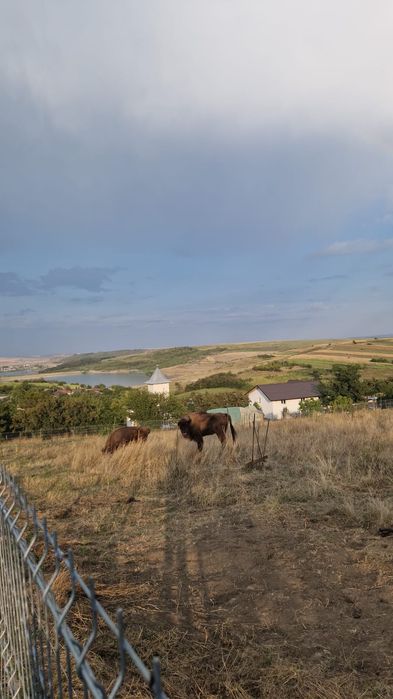 Zimbri de vanzare, bizon european